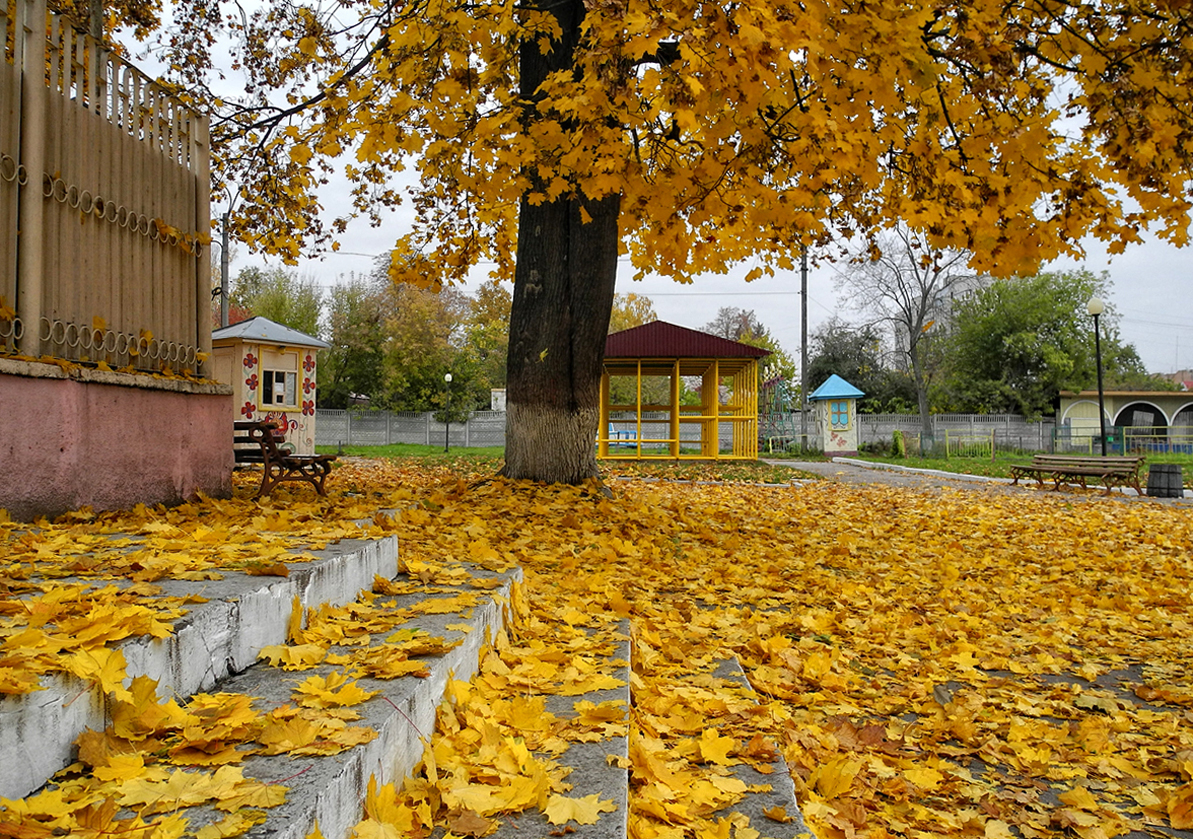 Листья над городом. Листья желтые желтые над городом кружатся. Листья над городом кружатся. Осень листья желтые над городом кружатся. Усадьба в желтых листьях.