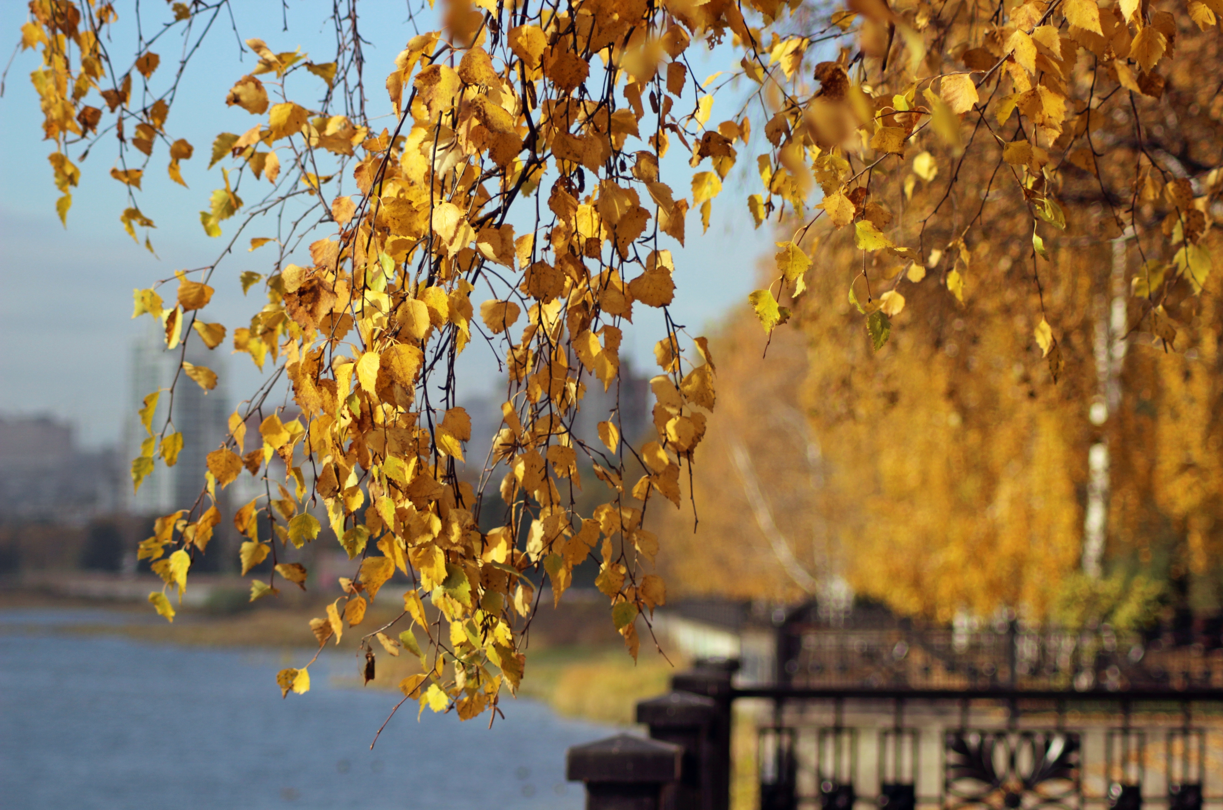 Листья над городом. Осенняя ветка березы. Лист березы желтый. Ветви березы осенью. Осень над городом.