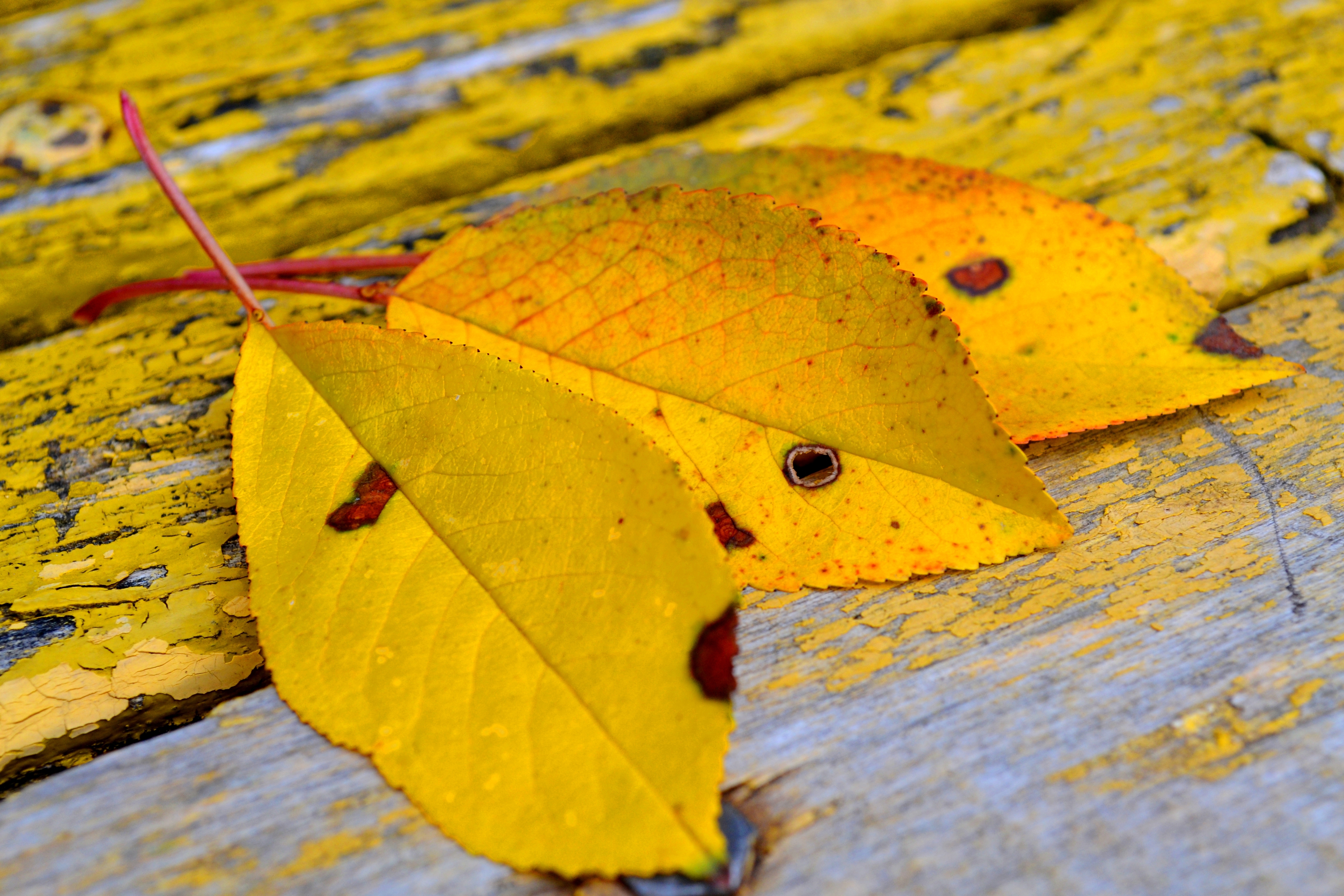фото желтых листочков