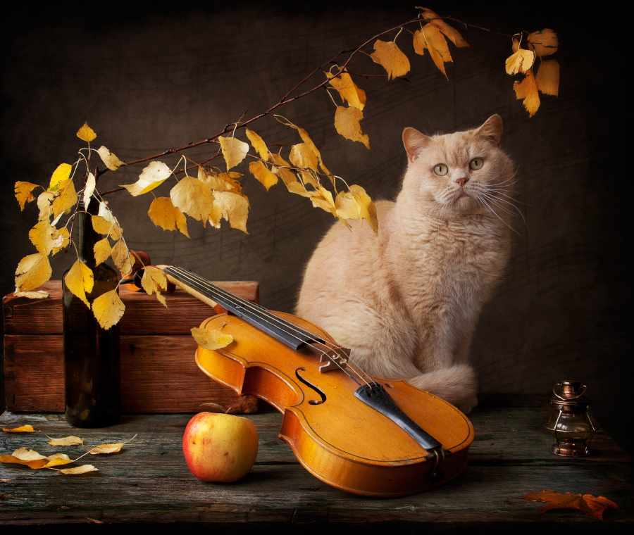 Осенние скрипки. Кошка со скрипкой. Котики с музыкальными инструментами. Осенний музыкант. Кот с музыкальным инструментом.