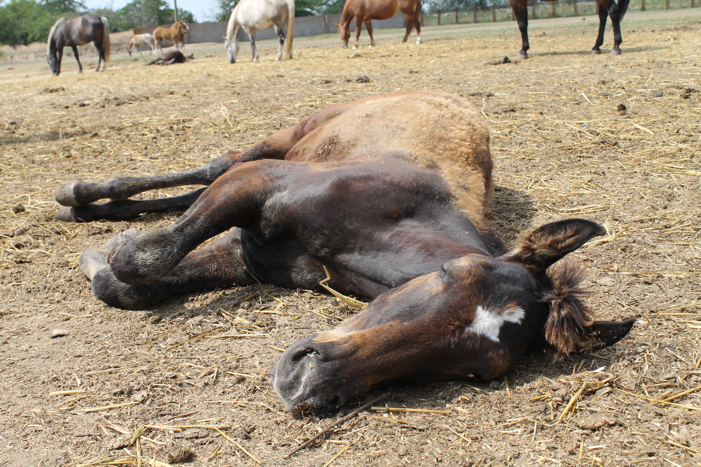 Сон лошадка. Расслабленная лошадь. Спящие лошади.