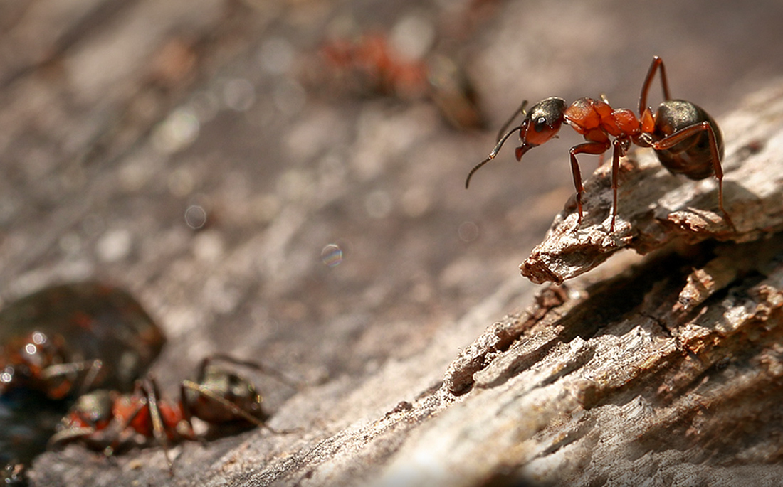 Жизнь насекомых тел. Жизнь насекомых фото. Жизнь насекомых в горячих источниках.