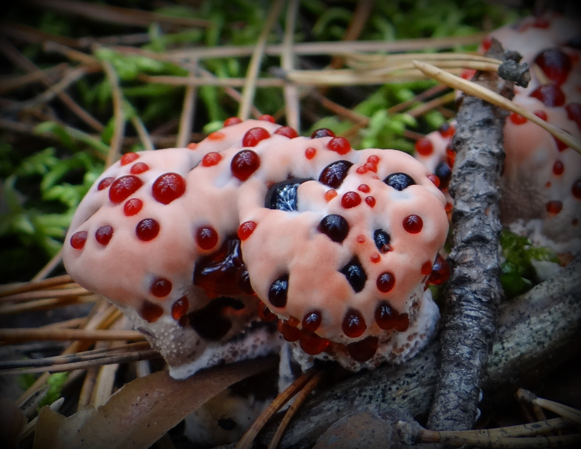 Красный самый опасный. Ежовик кровоточащий гриб. Ядовитые грибы Гиднеллум. Гиднеллум ПЕКА ядовитый гриб.