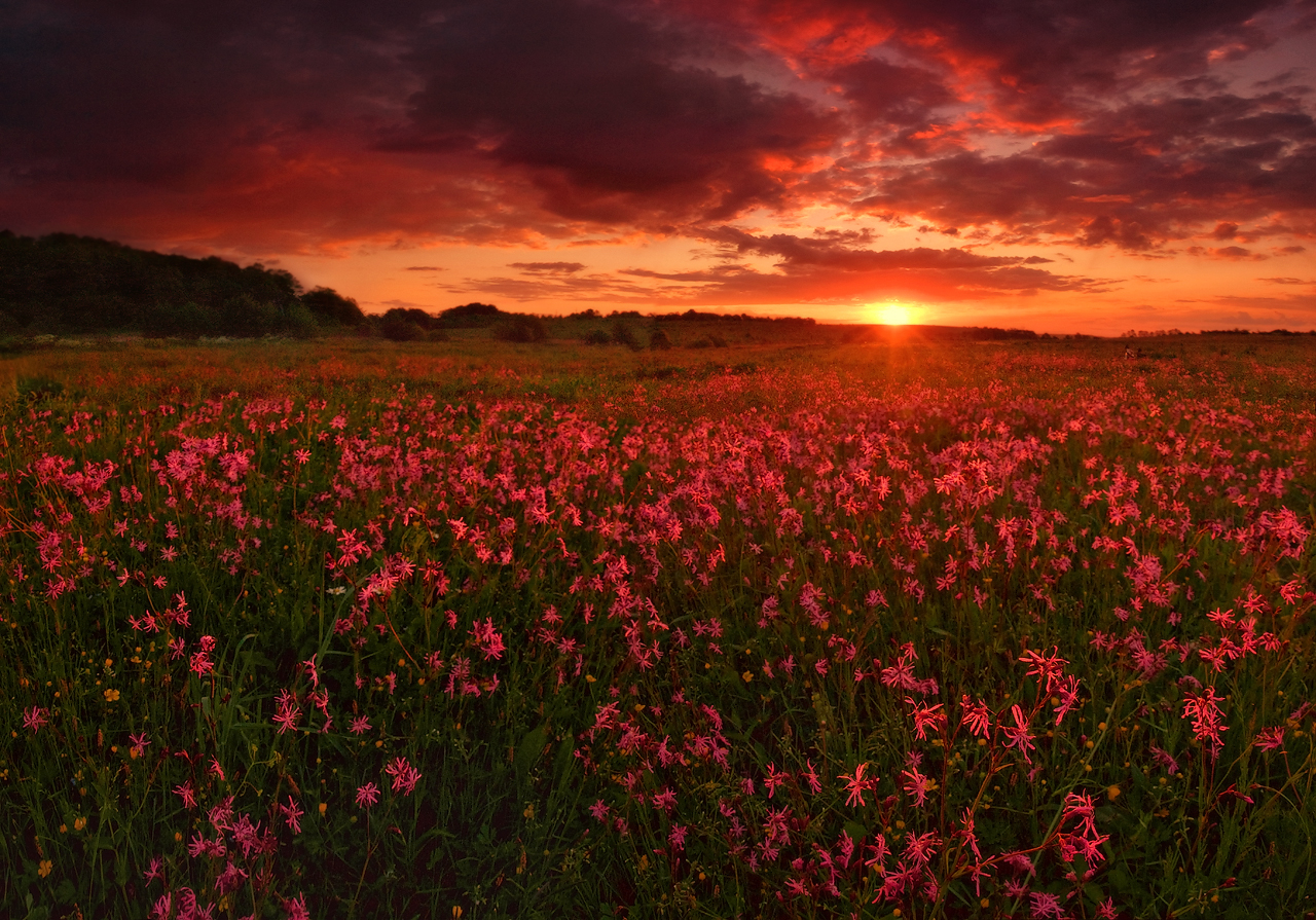 Flower sunset. Закат в поле. Цветочное поле. Закат Поляна. Поляна розовых цветов.