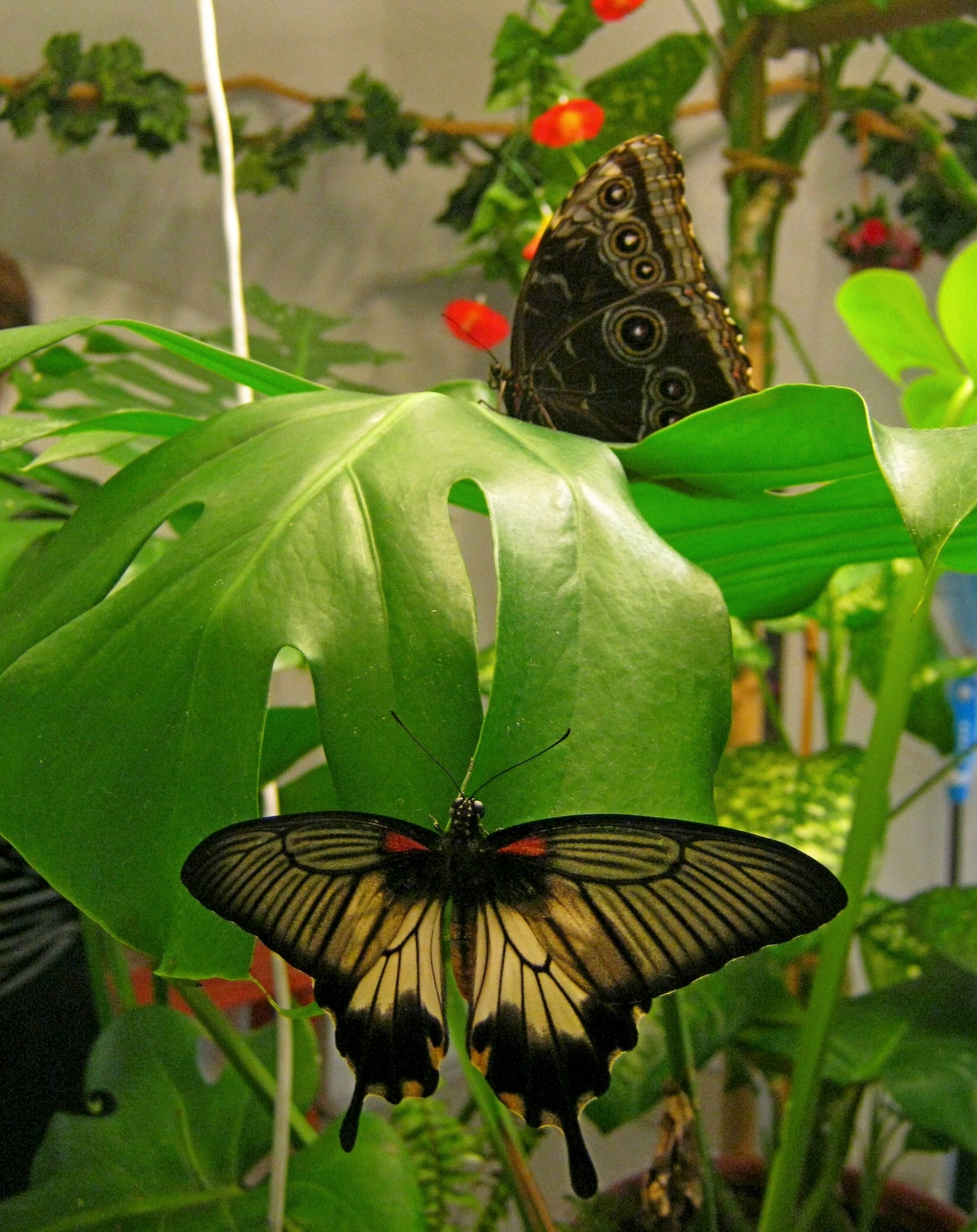 Эль рио выставка бабочек. Музей бабочек на ВДНХ. Музей тропических бабочек в Санкт-Петербурге. Музей бабочек в Питере. Выставка бабочек на ВДНХ.