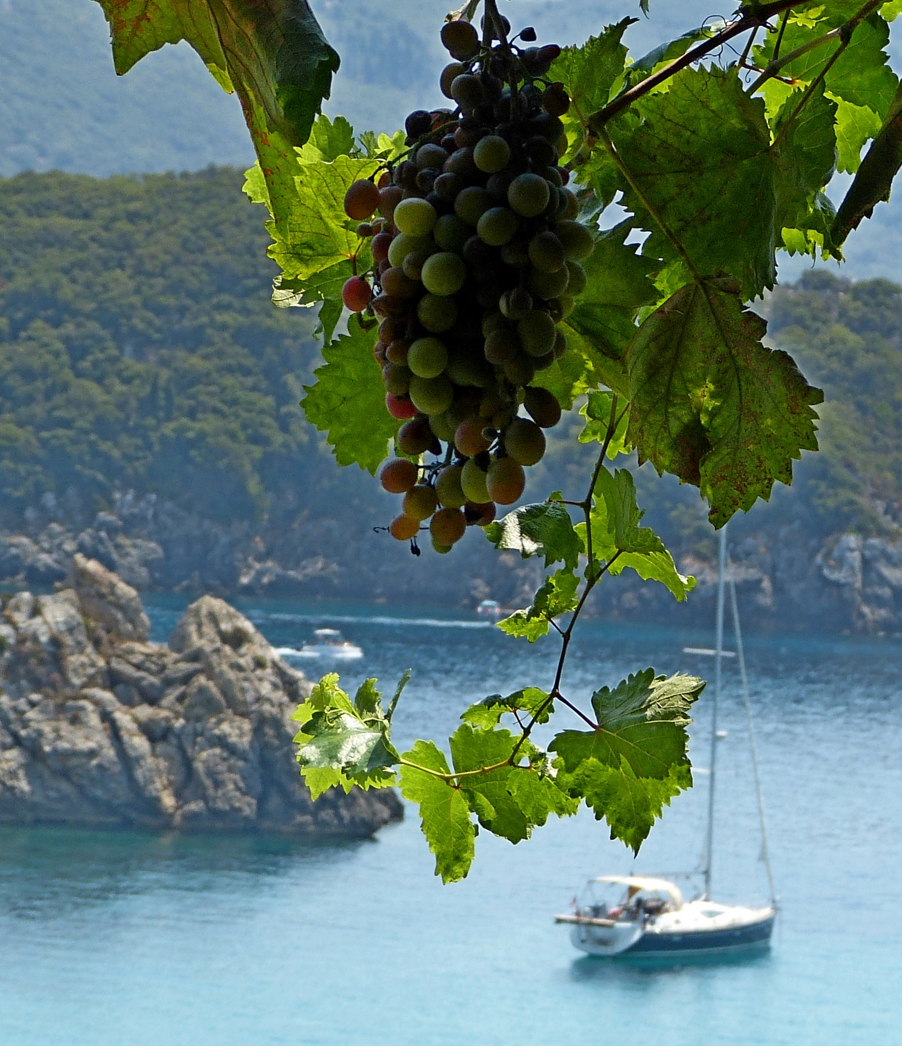 винограднике у моря