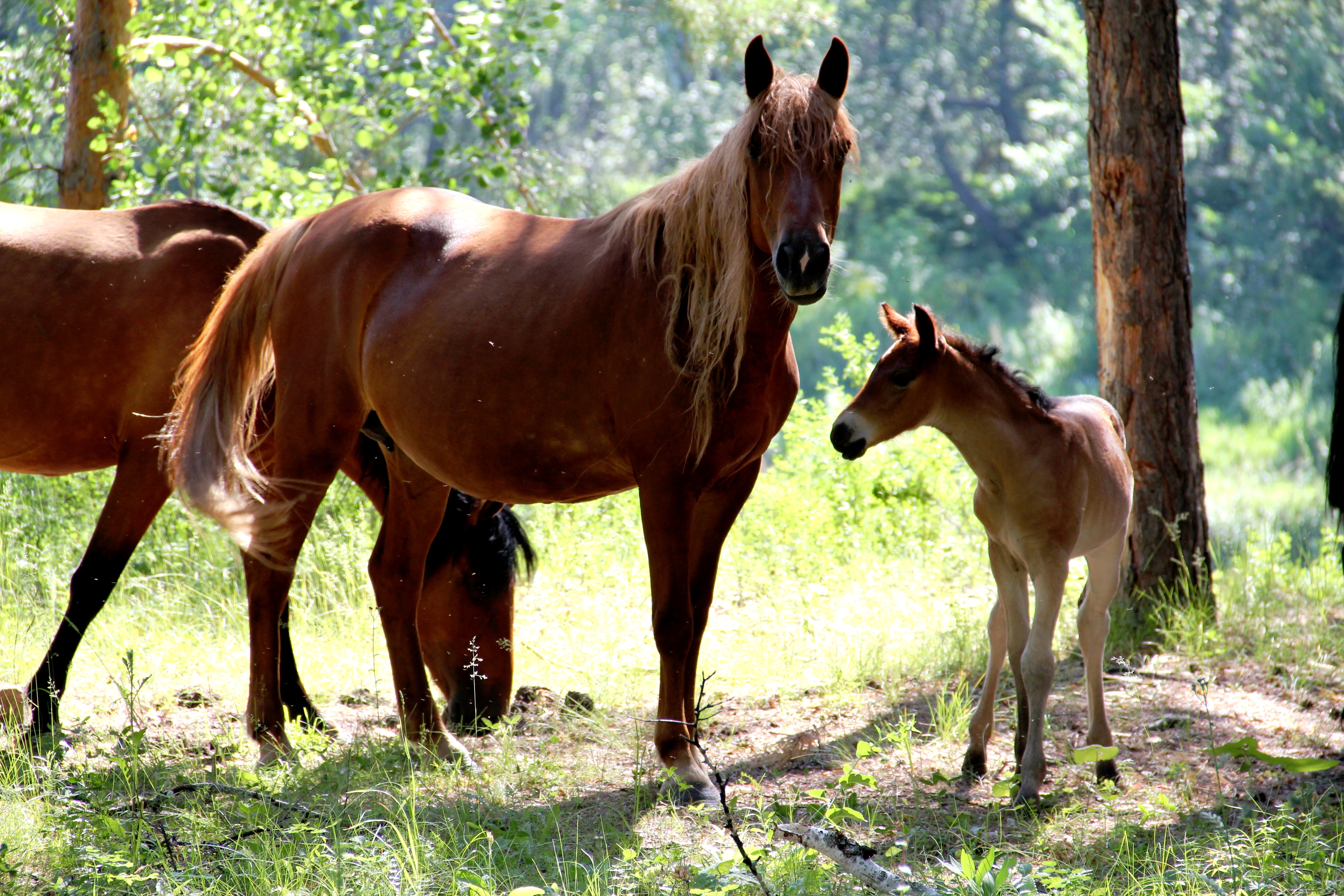 Horse family. Жеребенок. Лошадь с жеребенком. Конь и жеребенок. Кобыла с жеребенком.