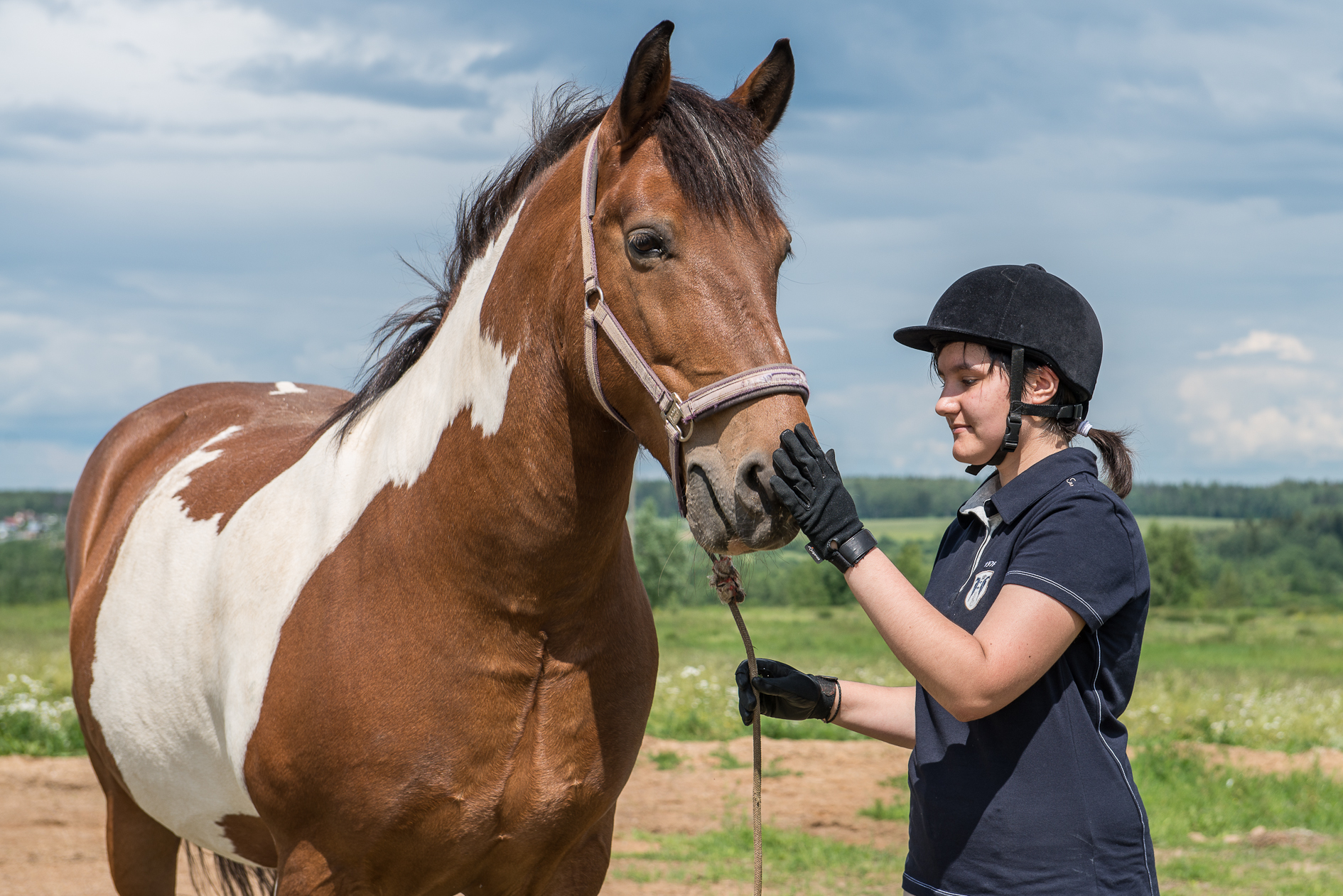 Horse competitions. Конкурсные лошади. Конкурс лошадей. Конь для конкурса. Рыжая лошадь на соревнованиях.