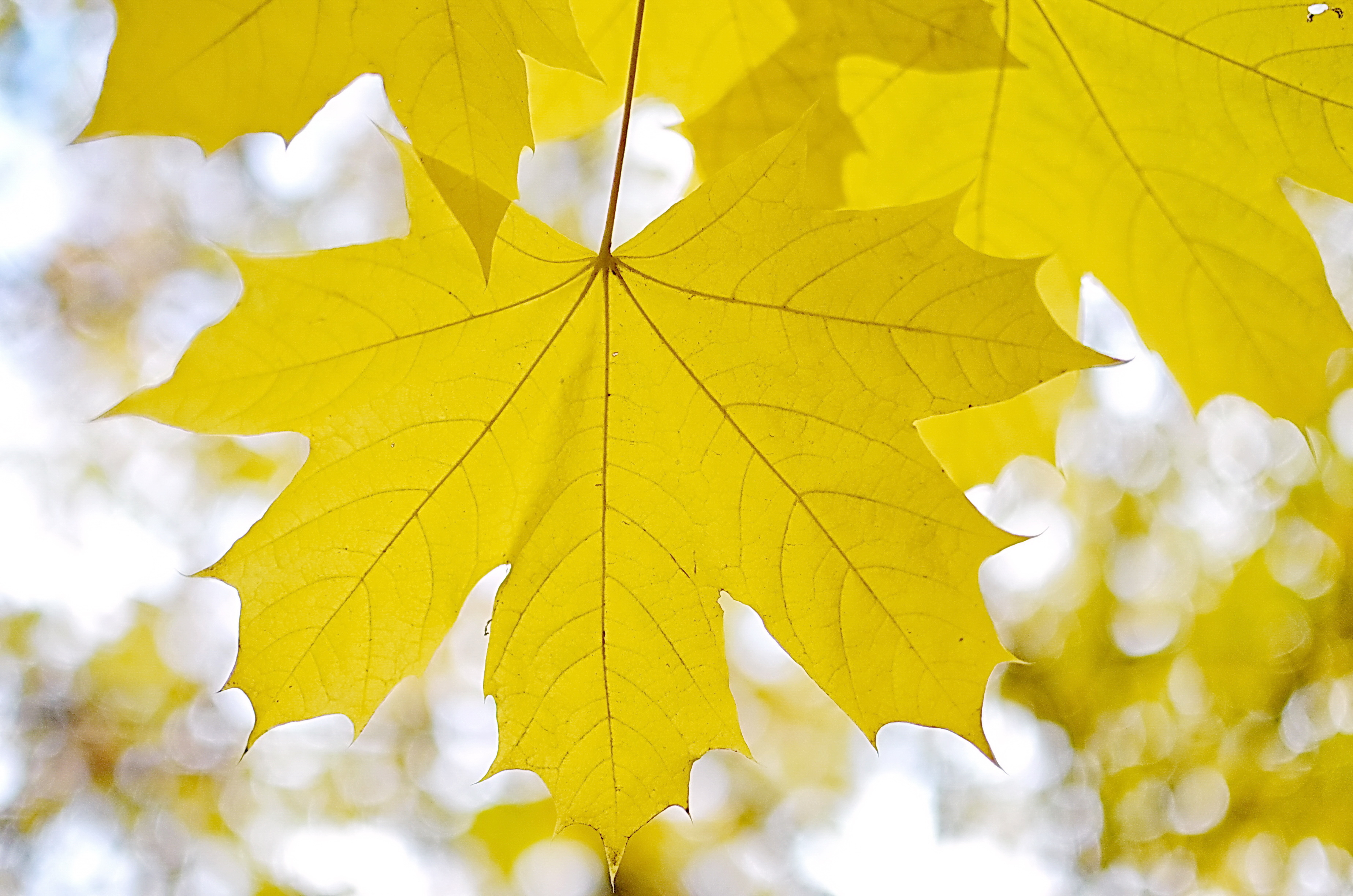 Легкий желтый лист. Осенний кленовый лист. Клен остролистный лист осень. Осенний Калиновый лист. Осенний листик клена.