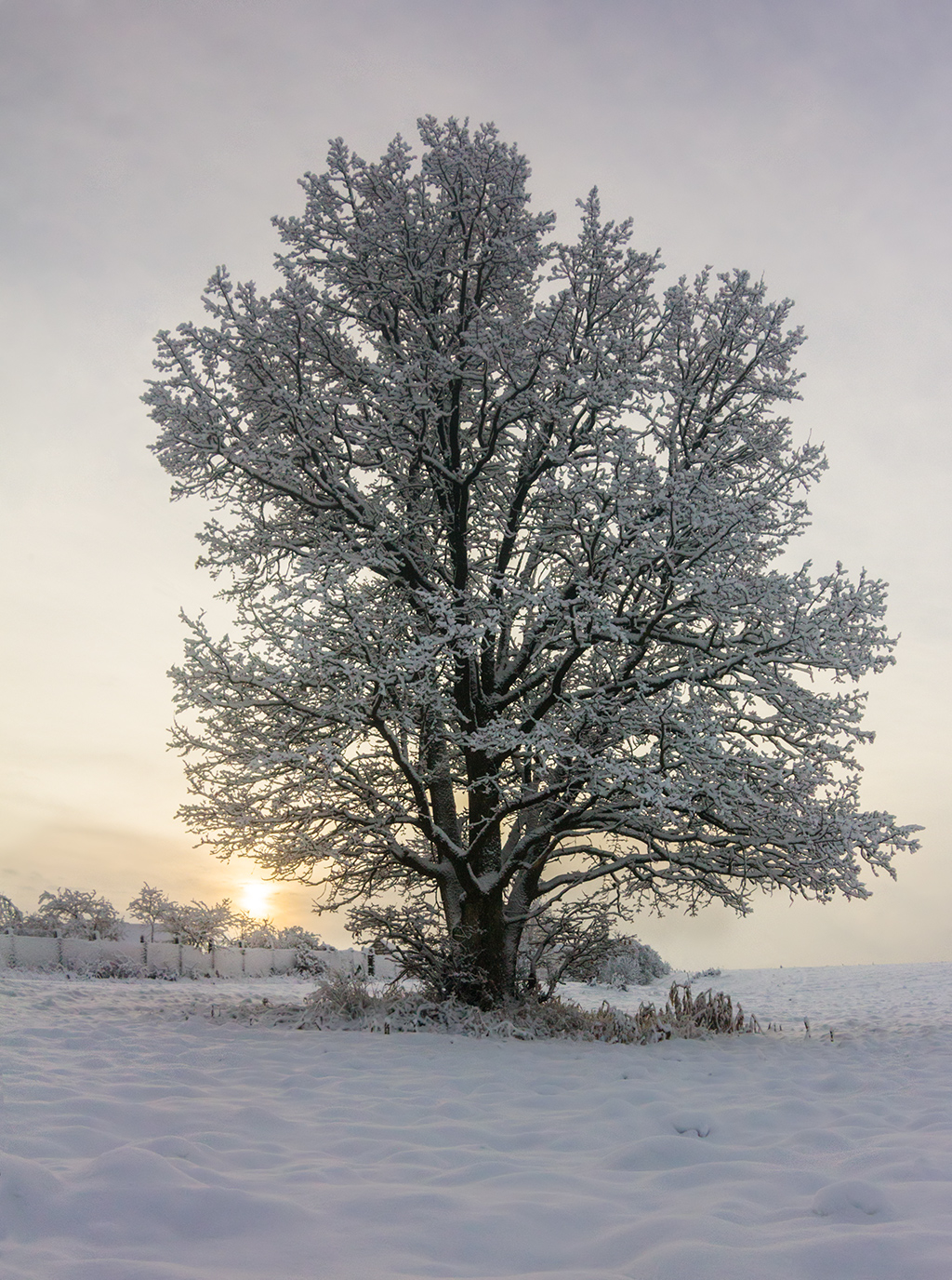 Как выглядит дерево зимой. Зимнее дерево. Зимний дуб. Дуб зимой. Деревья в снегу.