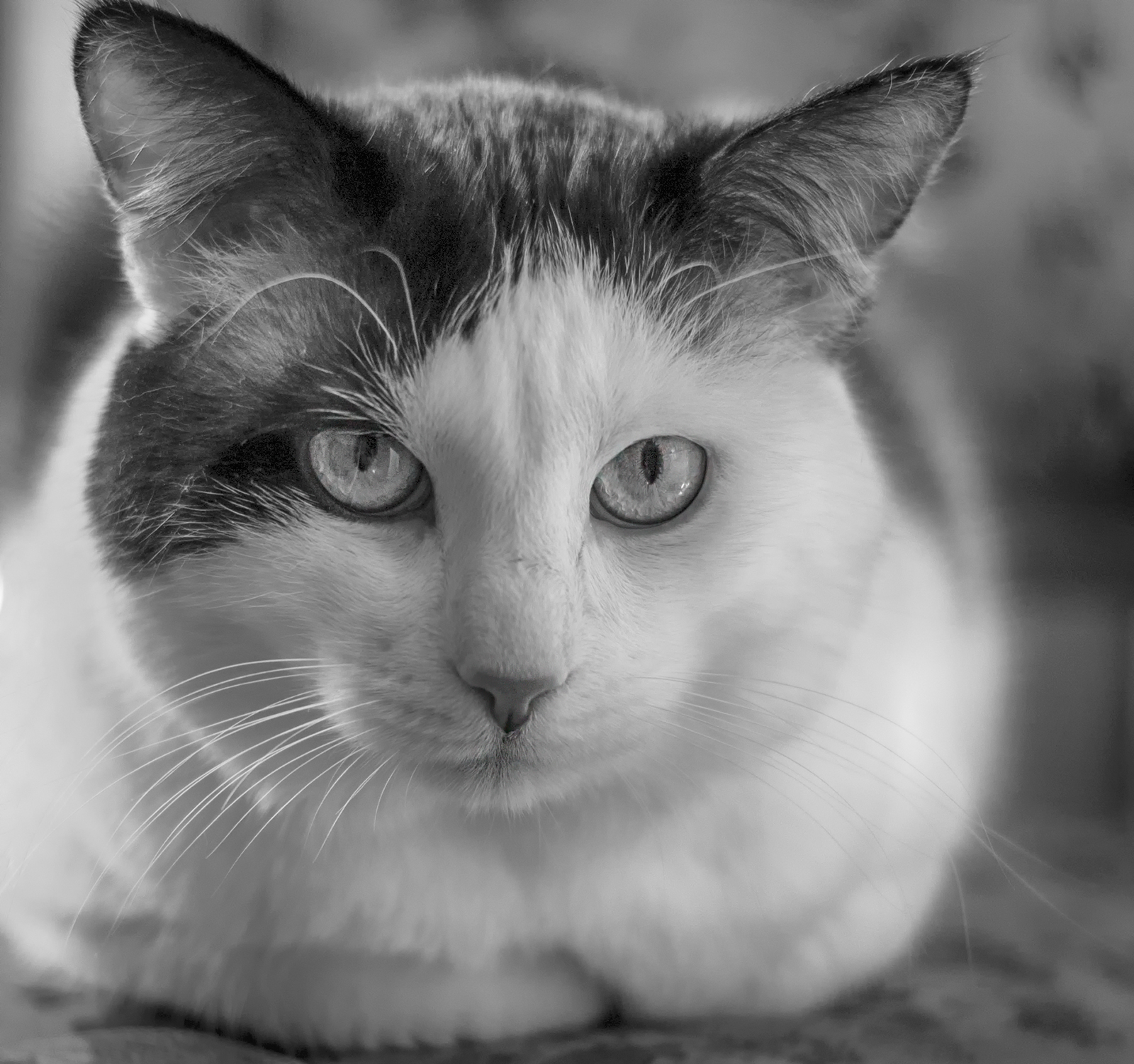 Кот б ответы. Фотографии конкурса котов. Фотоконкурс про котов. Бебебеб кот. Бкота.