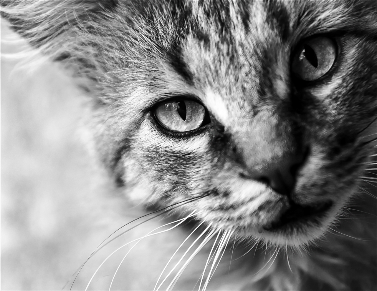 Кот б ответы. Настороженный. Чб кот зернистость. Фотоконкурс про котов. Чувства и эмоции ч/б кот.