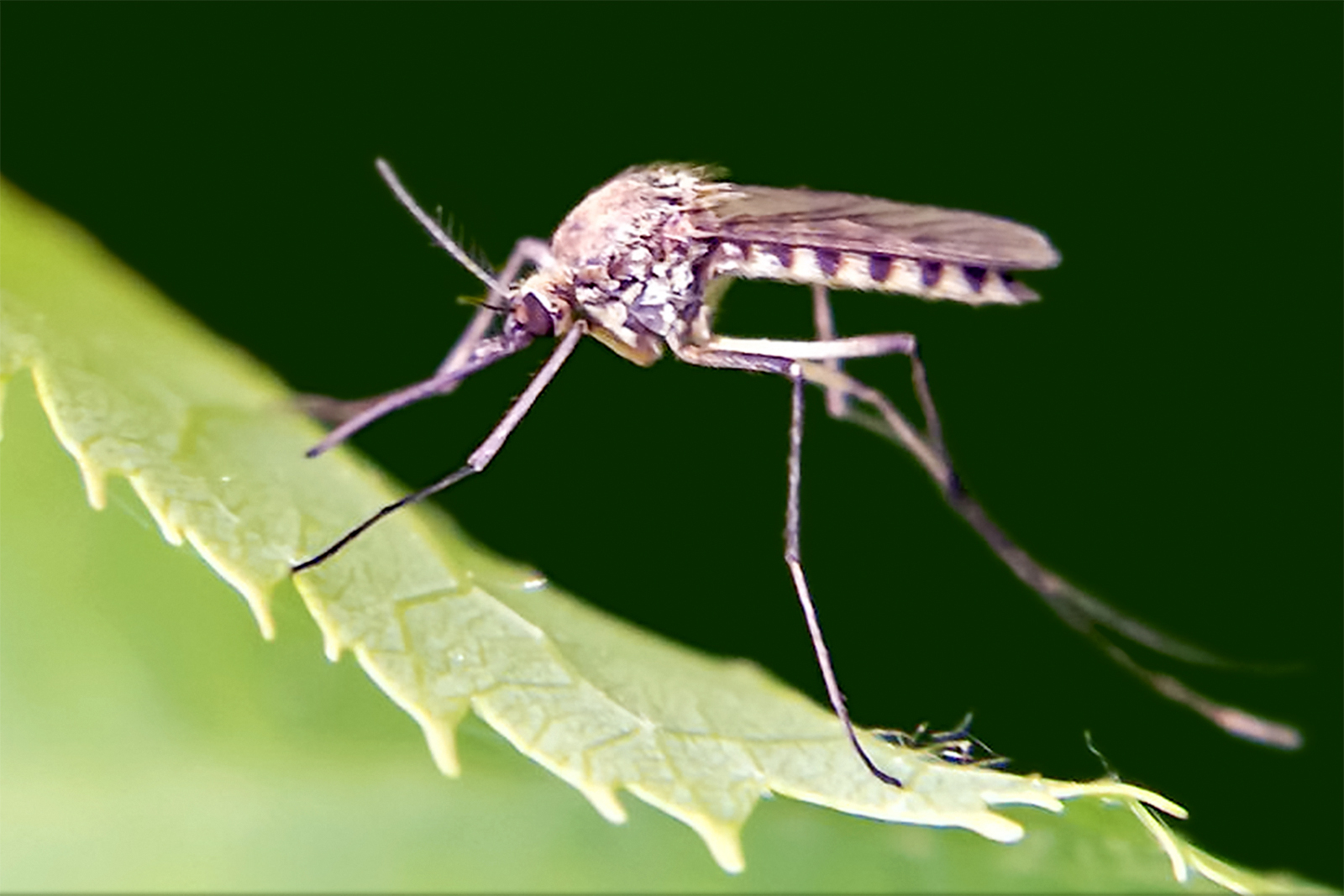 Комар малярийный комар членистоногие двукрылые. Двукрылые насекомые комар. Комар галлица. Москит двукрылый. Отряд Двукрылые (Diptera).