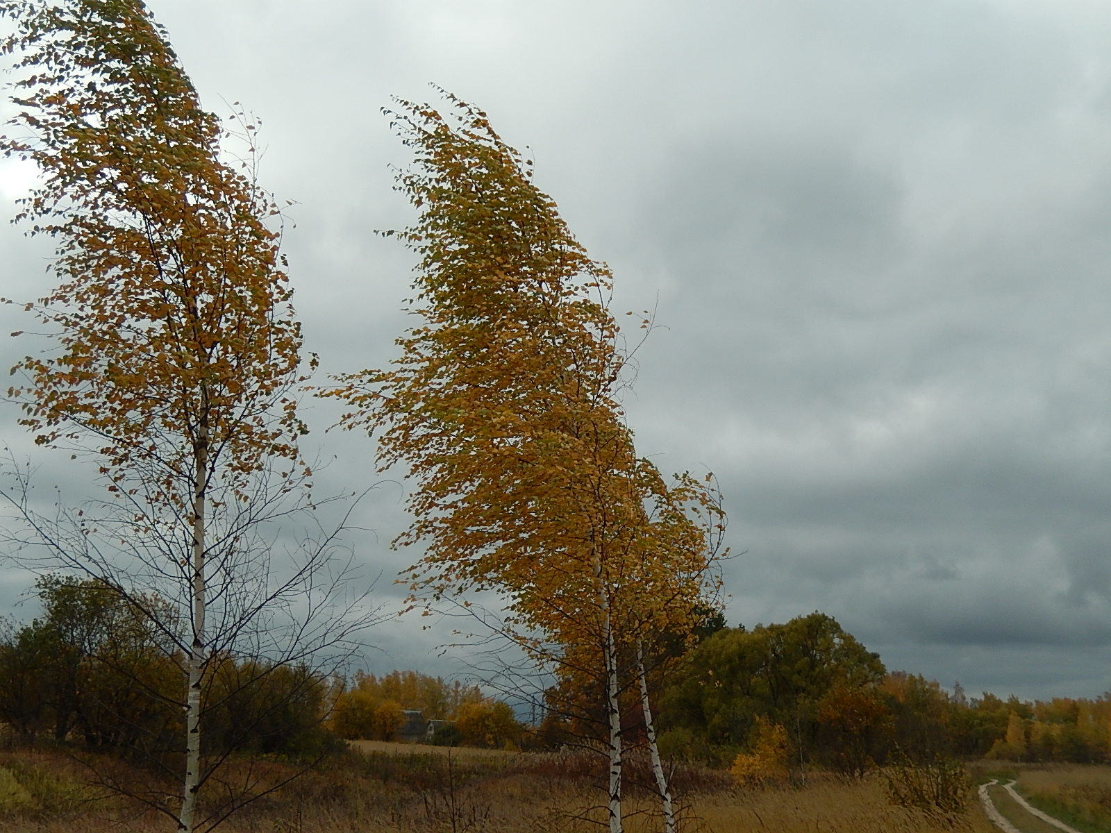 Дни в октябре ветреные и дождливые. Ветер осенью. Осенний ветер. Сильный ветер осенью. Сильный ветер осень.