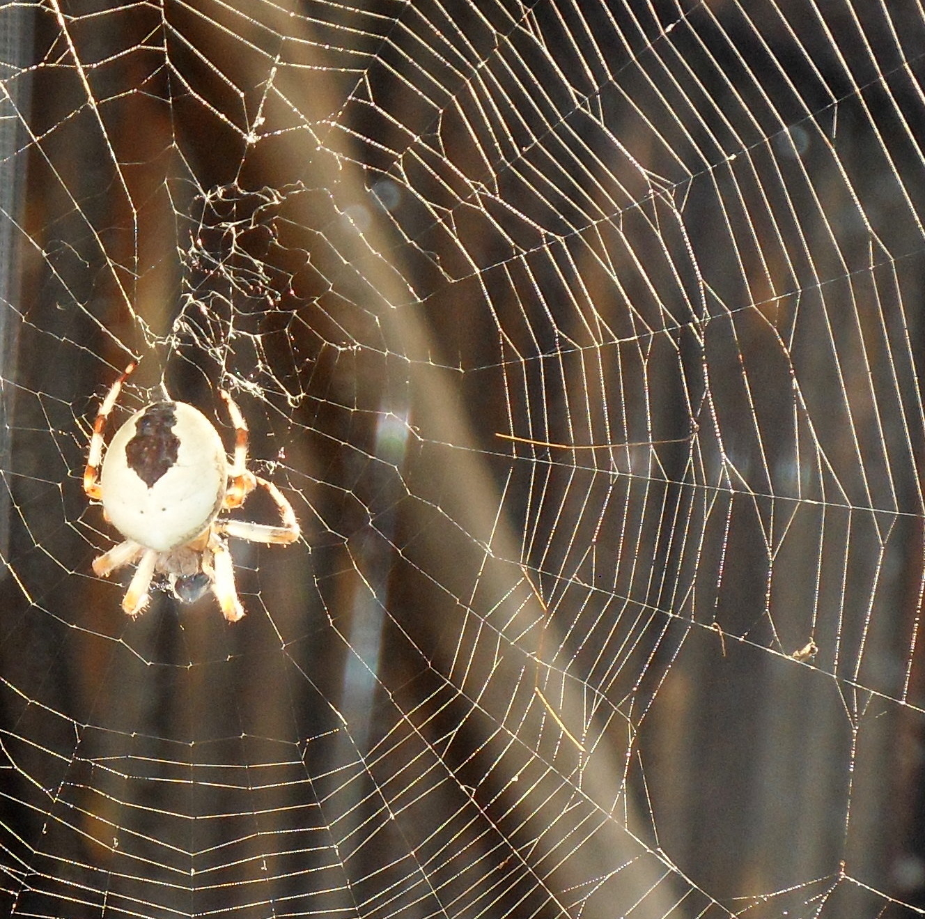 Увидеть дома паука примета. Конкурс паутина. Паук сплел паутину за окном. Белый паук примета. Паутина Макросъемка.