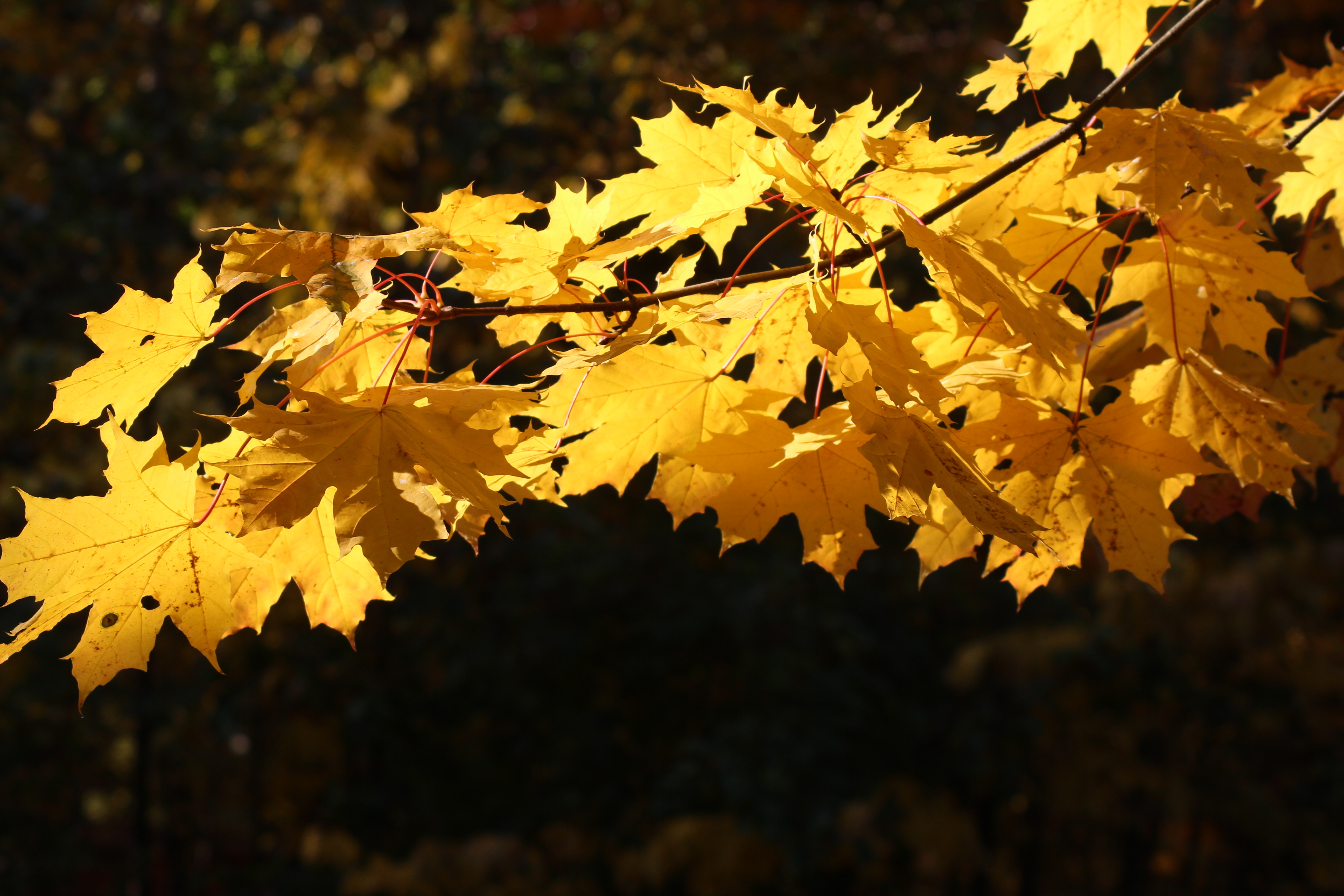 Листья желтые по краям. Жёлтый лист осенний Колибри. Когда в Москве желтеет листва.