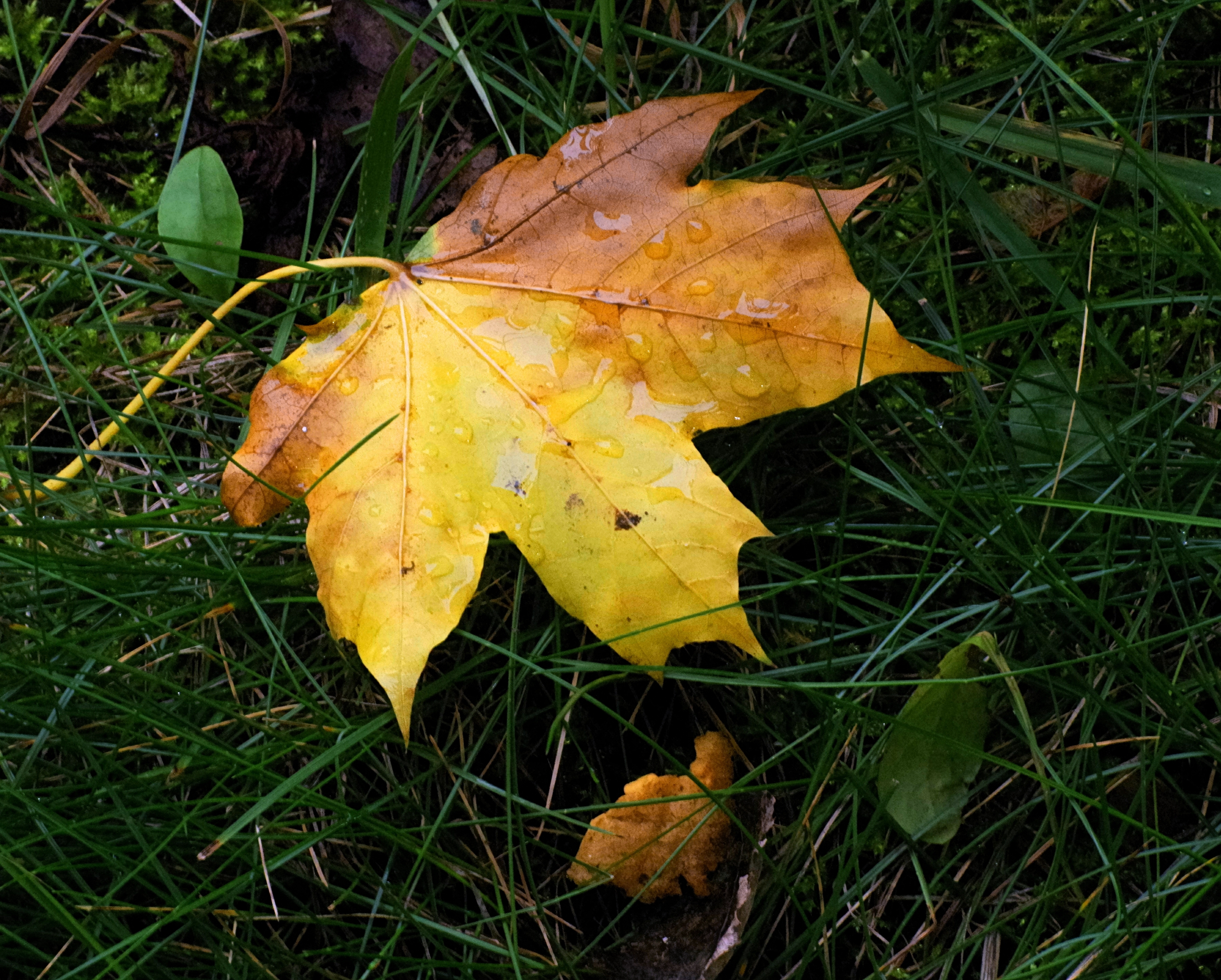 Легкий желтый лист. Желтый лист. Фотоконкурс осенние листы. Первые желтые листья. Август первые желтые листья.