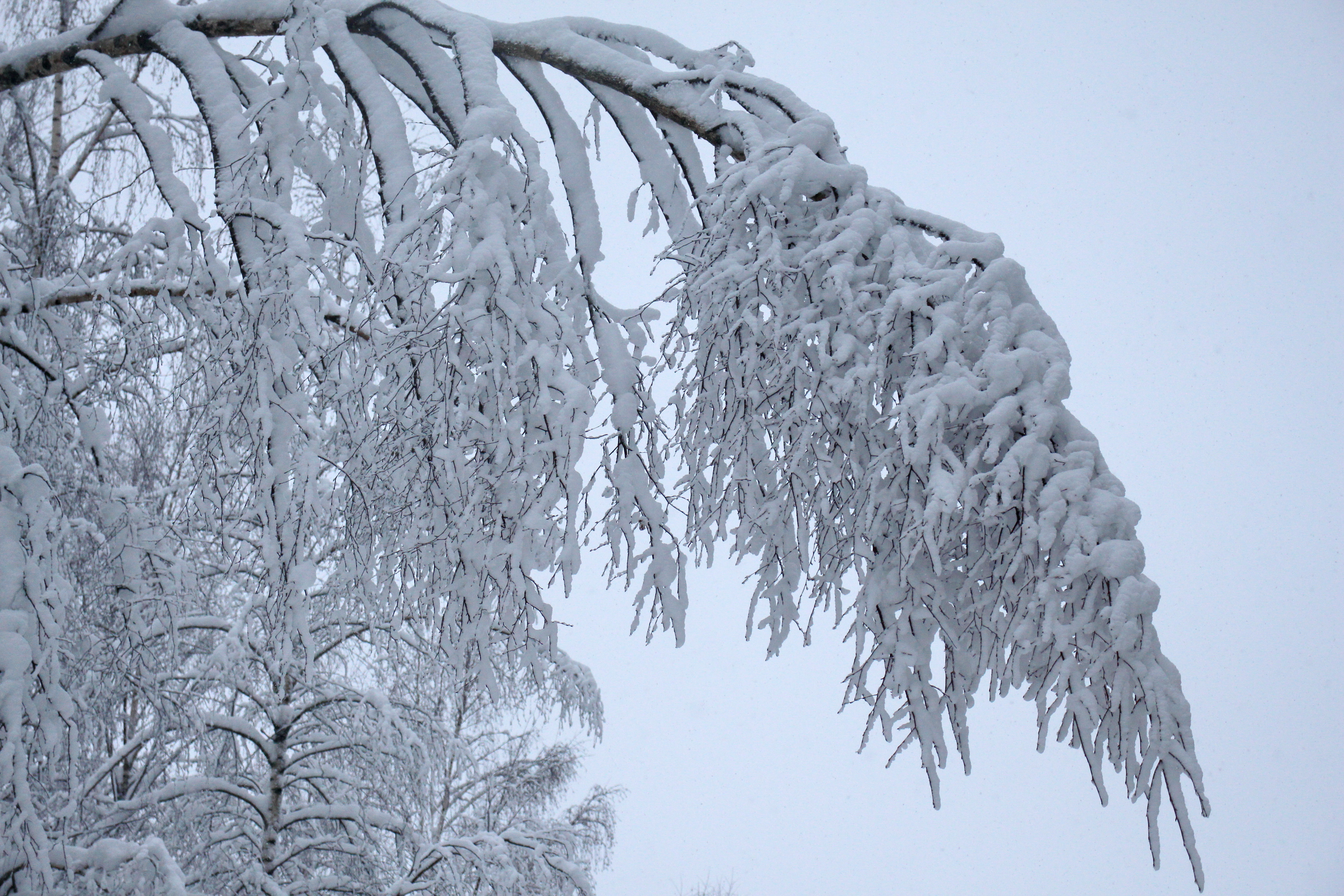 Гнутые березы. Ветка под тяжестью снега. Деревья под тяжестью снега. Березы под тяжестью снега. Деревья согнулись под тяжестью снега.