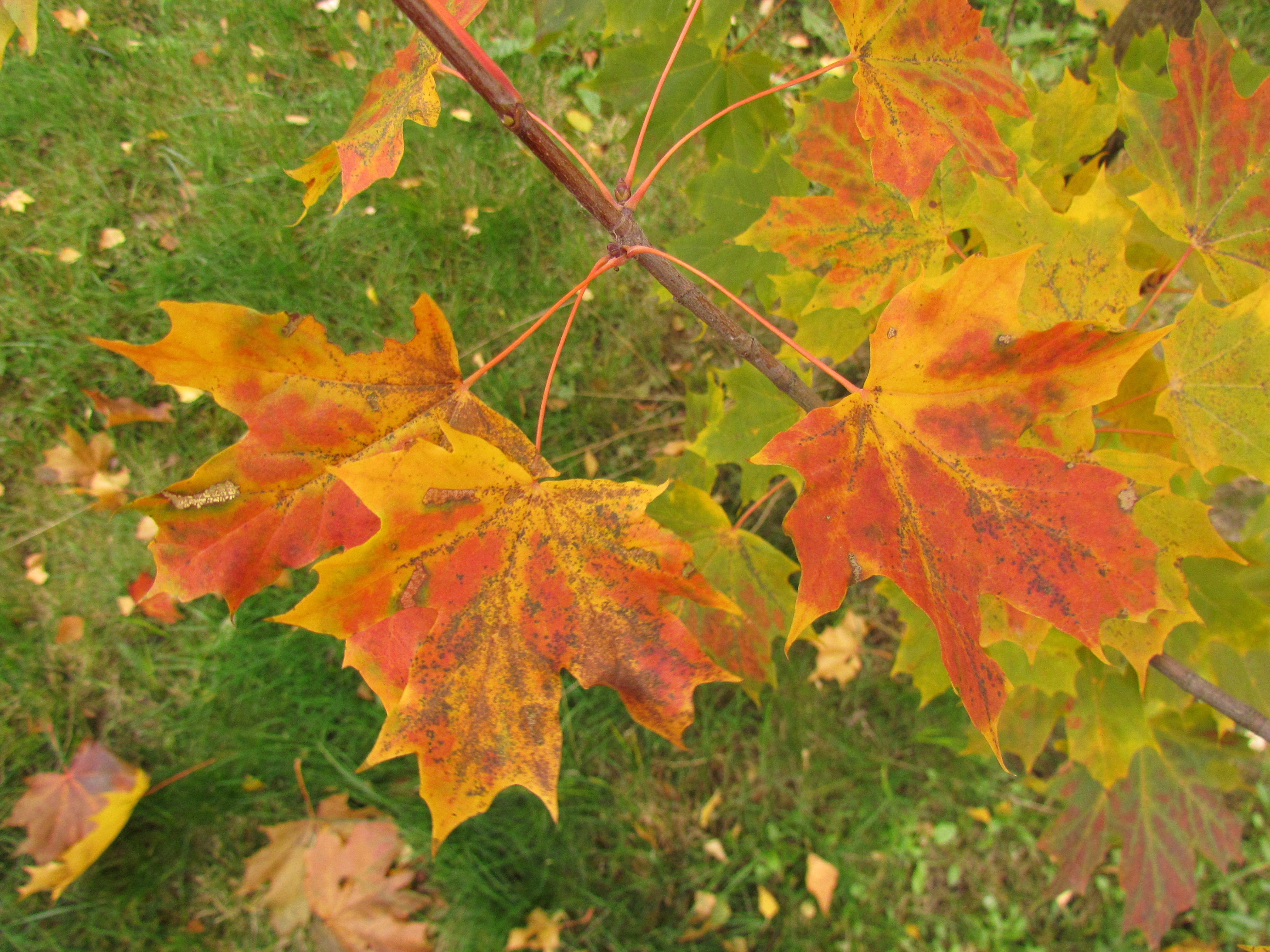 Клен желтеет. Конкурс кленовые звездочки. В какой цвет окрашиваются листья осенью. В какой цвет окрашиваются листья березы осенью.