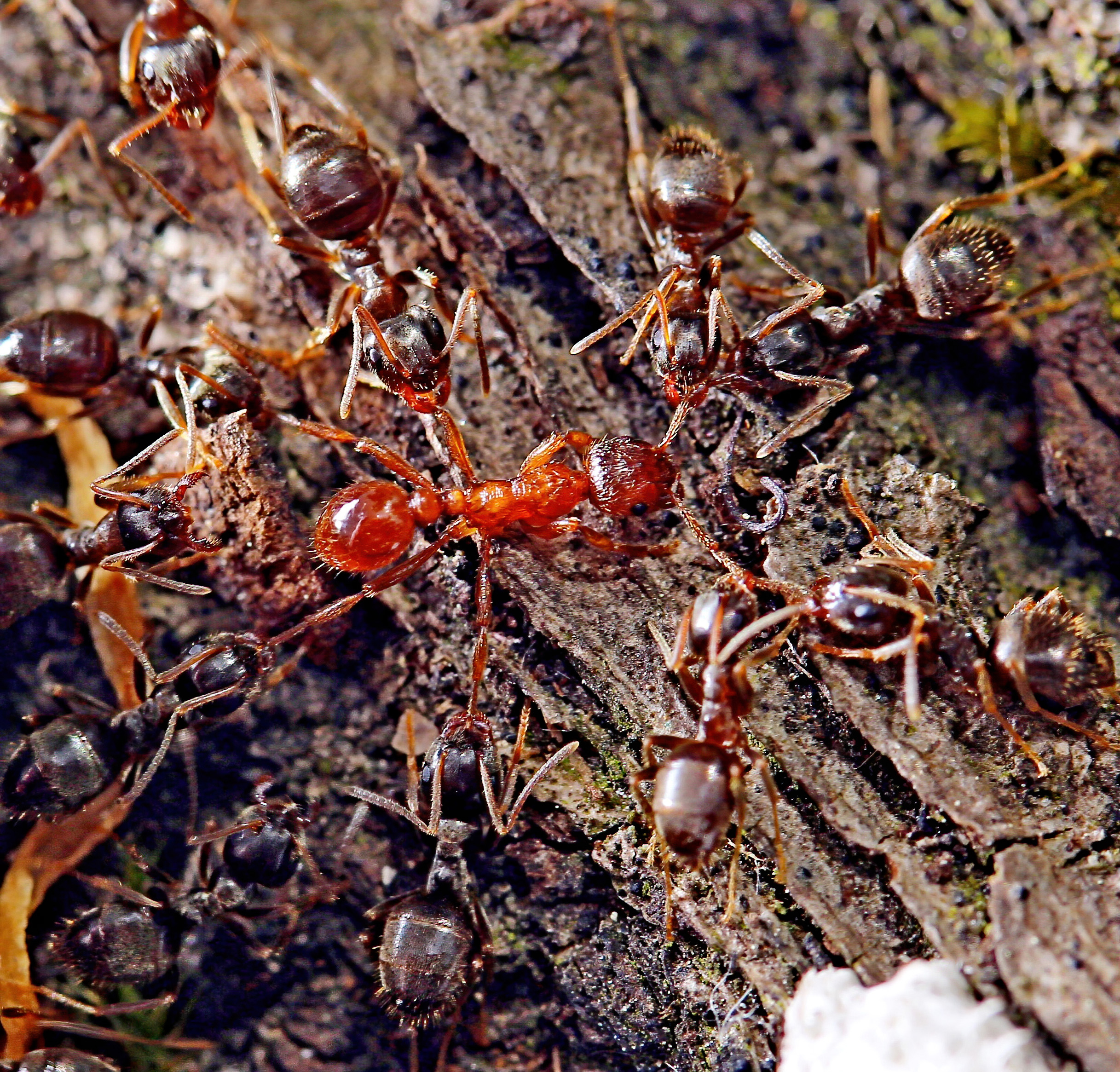 Тля рыжий муравей тип биотических отношений. Муравьи. Рыжие муравьи. Рыжие муравьи в огороде. Рыжие и черные муравьи.
