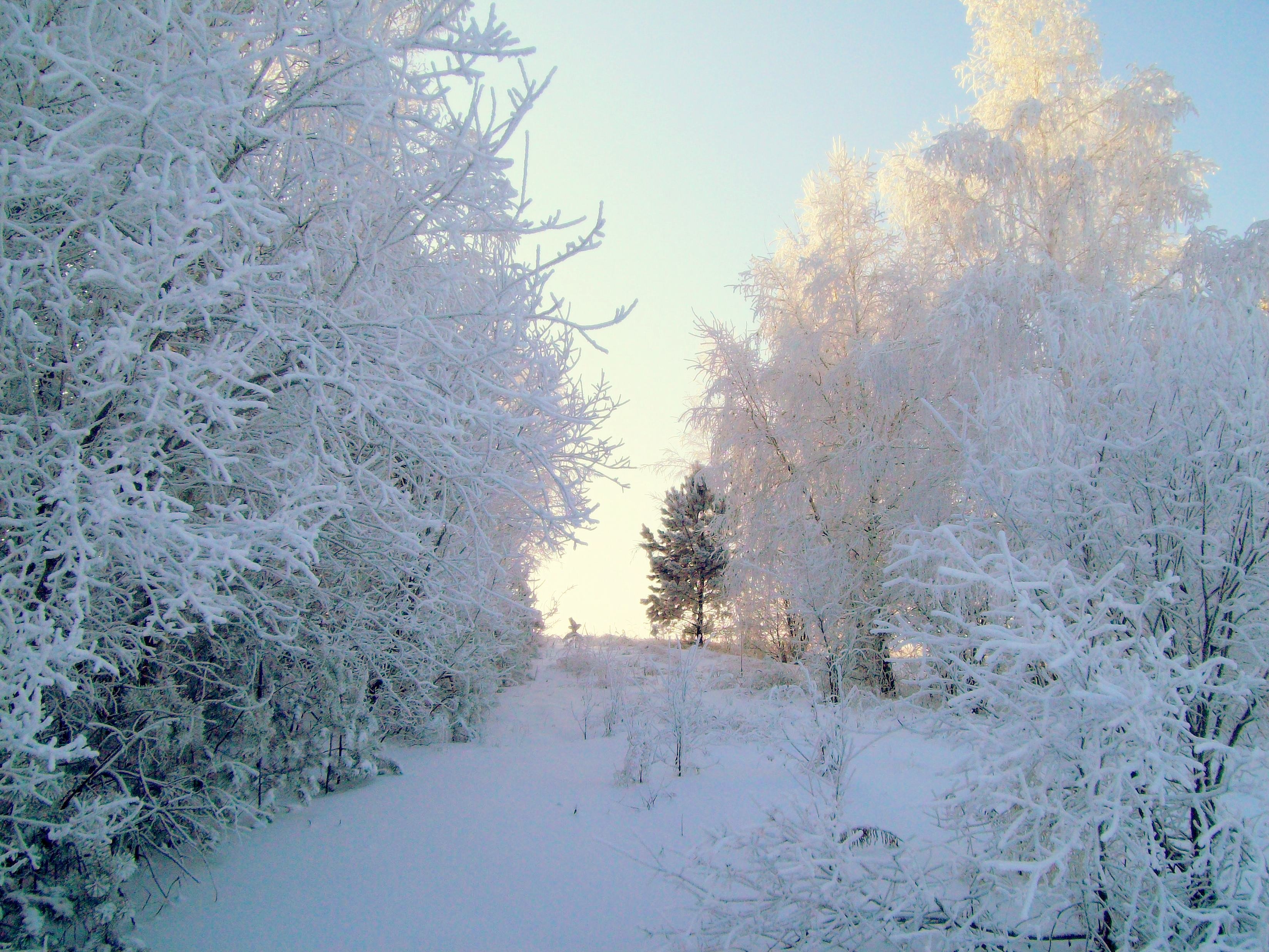 Зама иркутской области. Природа Сибири зимой. Зима Иркутская область. Иркутск зимой лес. Природа Иркутской области зимо.
