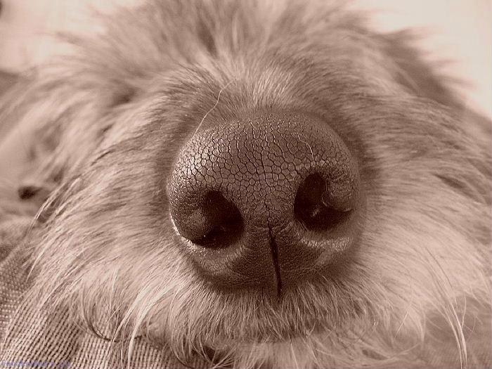 Почему у собаки мокрый нос. Нос ежика. Мокрый нос собаки. Ежик с большим носом. Мокрый собачий нос.