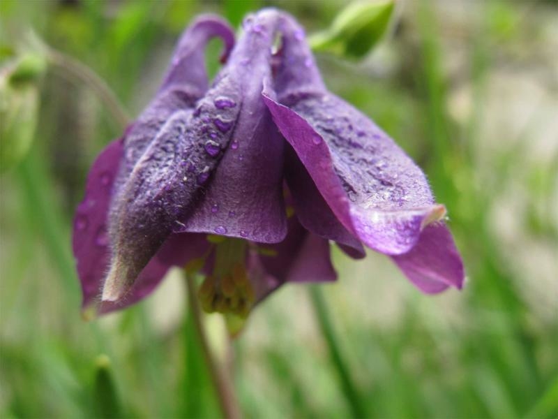 Конкурс колокольчик. Campanula Шейхцера. Колокольчик Шейхцера. Колокольчик Шейхцера семенами. Увядающий колокольчик.