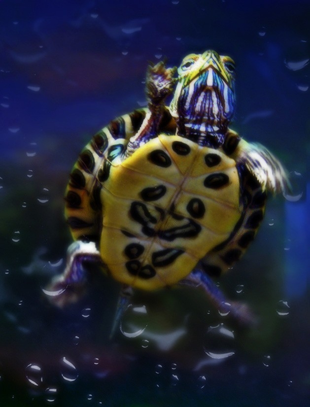 Самые яркие и красочные черепахи. Черепаха Малютка. Удивительный мир черепахи. Морская черепашка по имени. Алиса черепахи