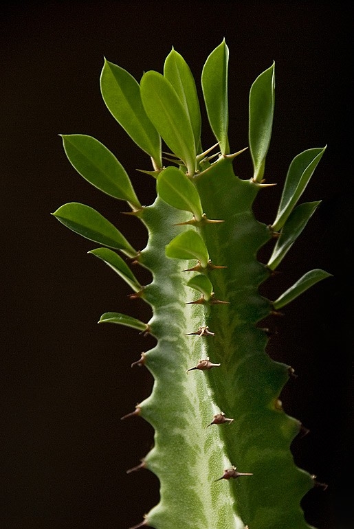 Кактус с листьями на макушке название фото