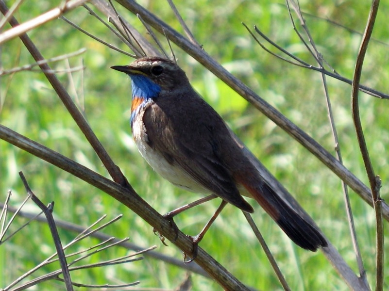 Птица с синим воротником.