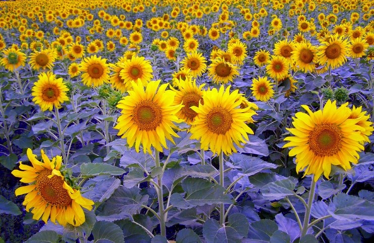 Sunflowers 2. Подсолнухи любовь. Подсолнух конкурс. Подсолнухи осколки солнечного дня.