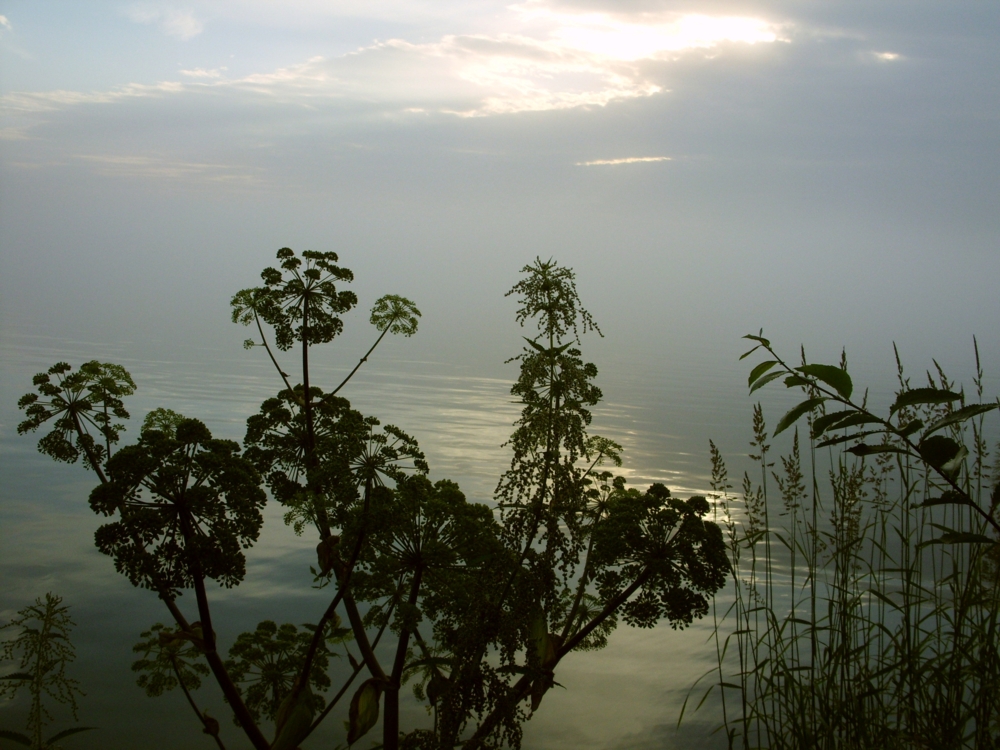 конкурс "Туман" — Фотоконкурс.ру