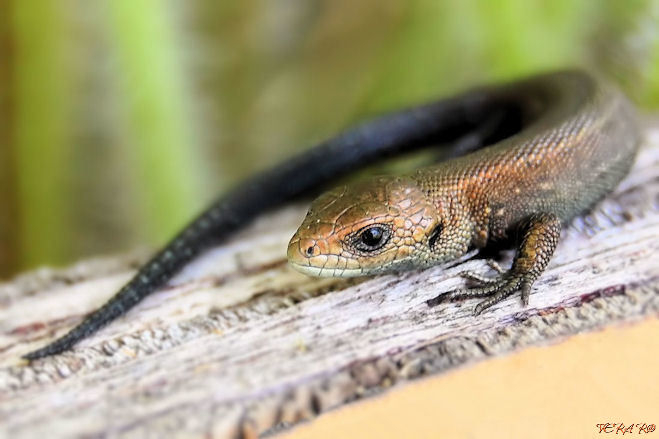 Ноги...крылья...главное хвост! — конкурс "Ящерицы и змеи" — Фотоконкурс.ру