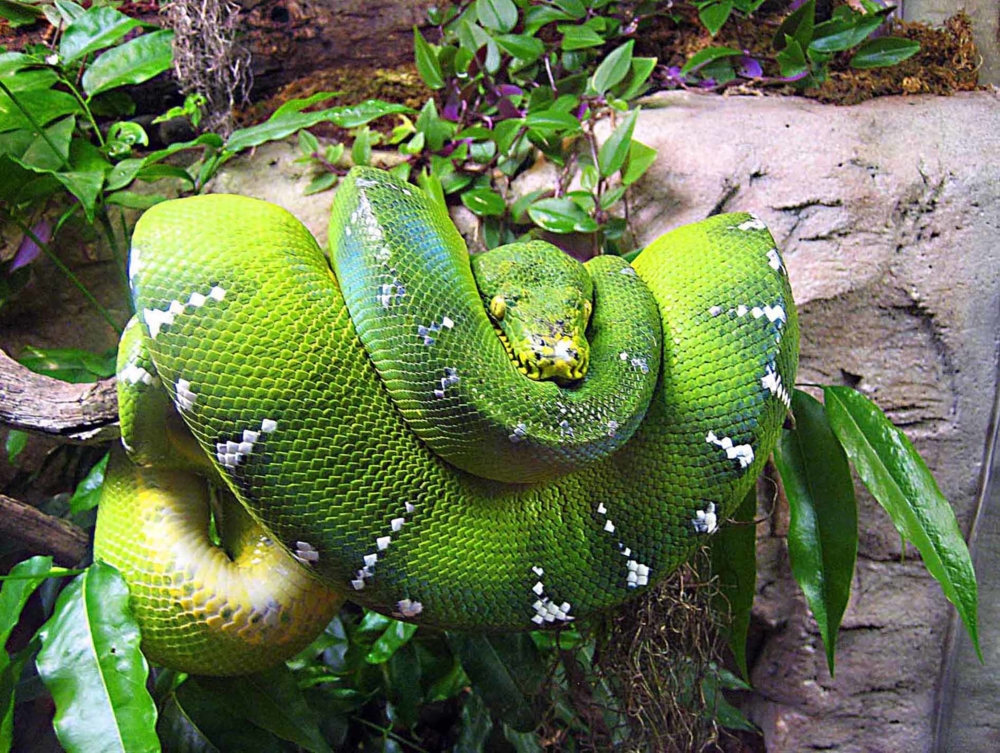 Какие отношения между змеей и кактусовым сычом. Животный мир Гондураса. Гватемала-животный мир. Животные Бразилии. Фауна Бразилии.