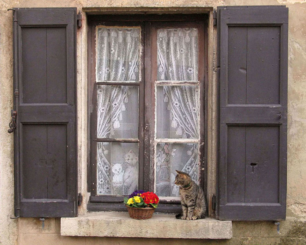 Кошка окно москва. Конкурс кошки и окошки. Кошка сидит на окне. Псевдоарка на окне. Лапотиша окошке.