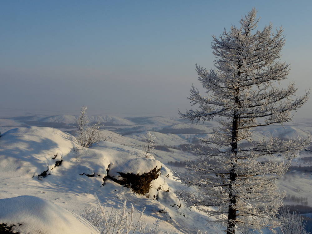 Лиственница Зимой Фото