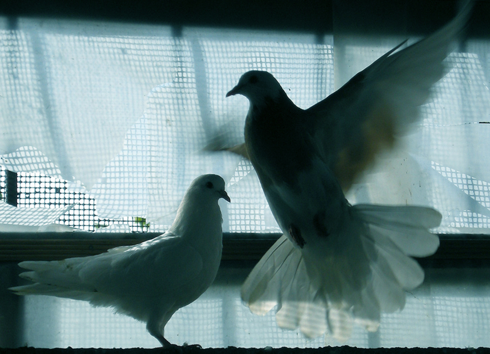 Голубь на а4. Голуби на жердочке. Голуби 4. Голубь обыкновенный. Голуби 4 дня.
