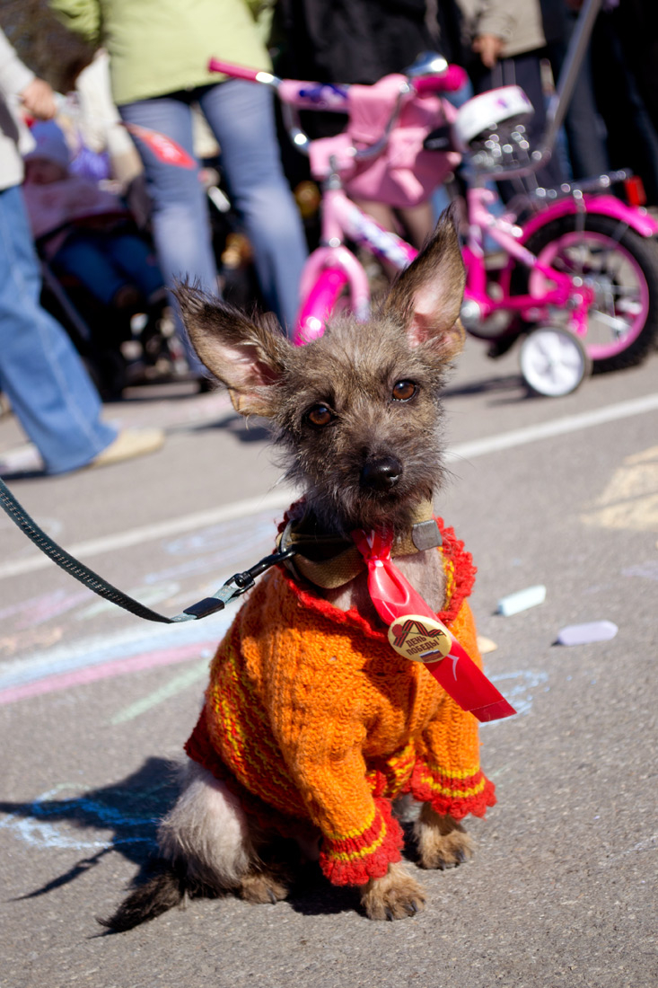 Dogs Are Even Cuter In Formalwear Animal photoshoot, Dog blog, Dogs