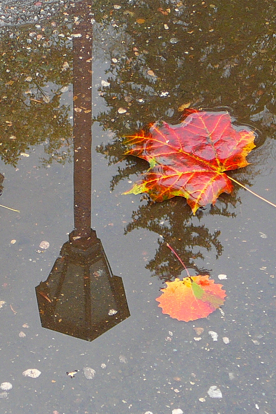 осенние листья в луже картинки