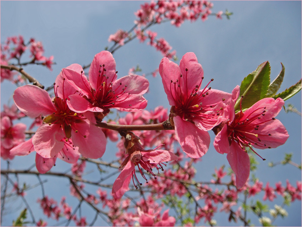 Цветущее дерево персика. Нектарин дерево цветущее. Дерево нектарин цветет. Персиковое дерево в цвету. Нектарин в цвету.