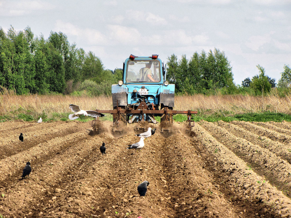 Огородно полевые работы картинки