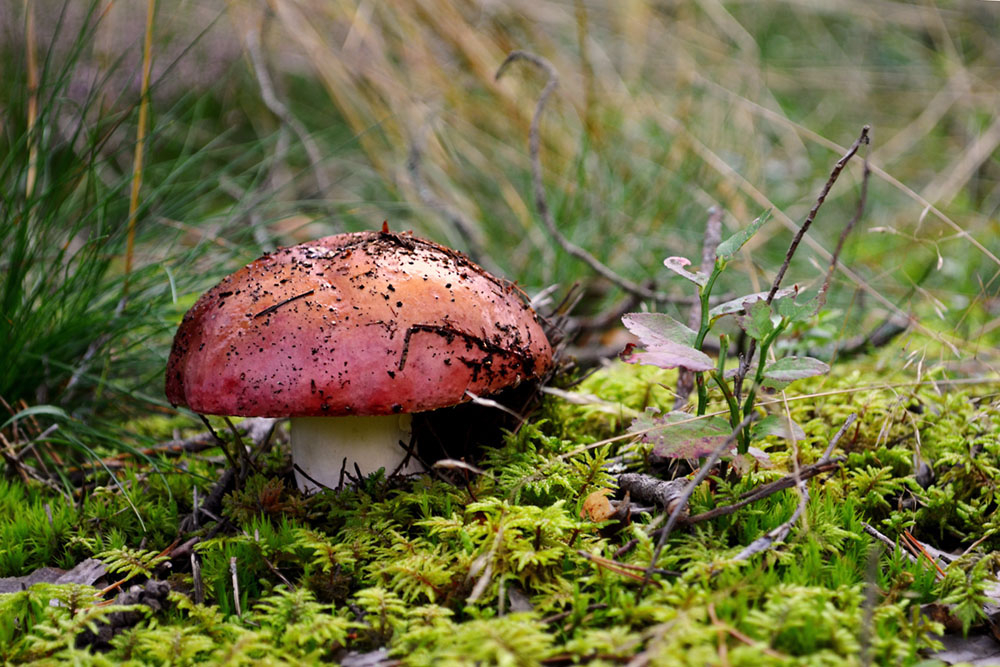 Сыроежка желчная. Сыроежка гриб. Сыроежка среди спасателей 5 букв. Сыроежка остропластинчатая. "russula nobilis".