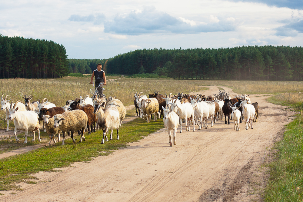 Фото пастуха с коровами