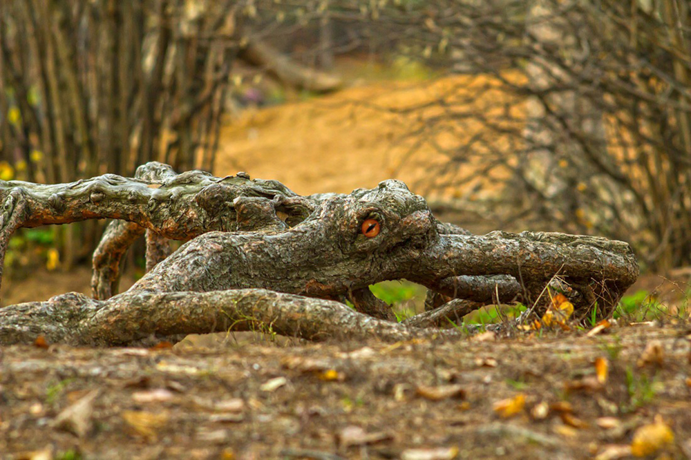 35 фото фотоконкурс