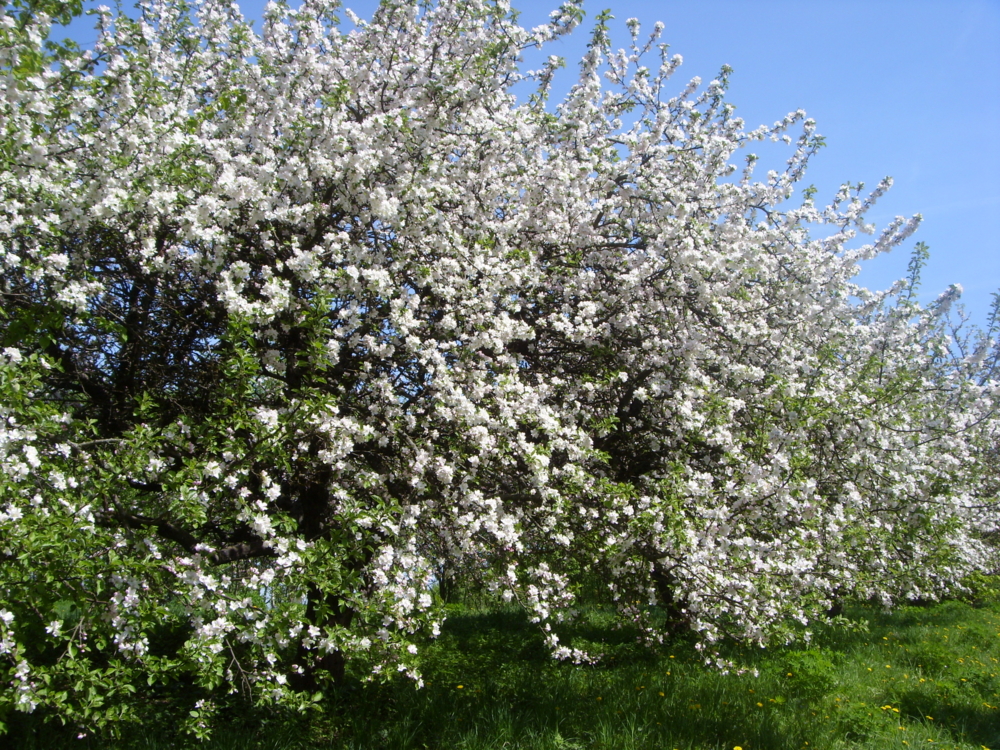 один раз в год сады цветут — конкурс "Полгода плохая погода… (новички ...
