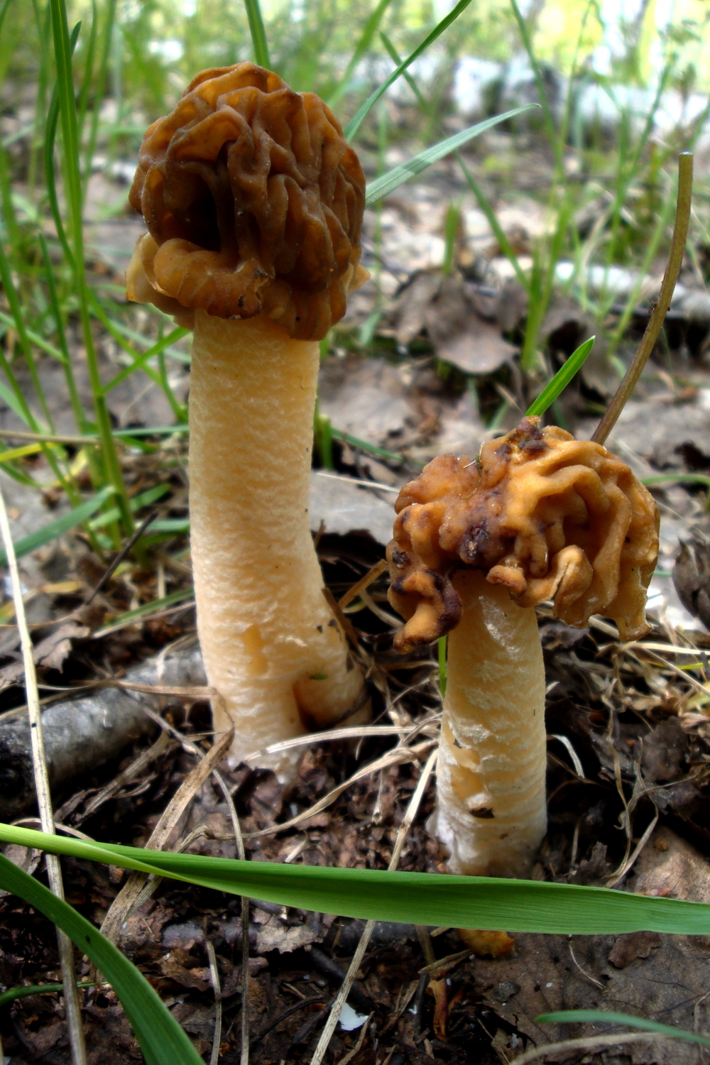 Какие грибы в мае. Грибы в мае. Первые грибы. Ранние грибы. Весенние грибы съедобные в мае.