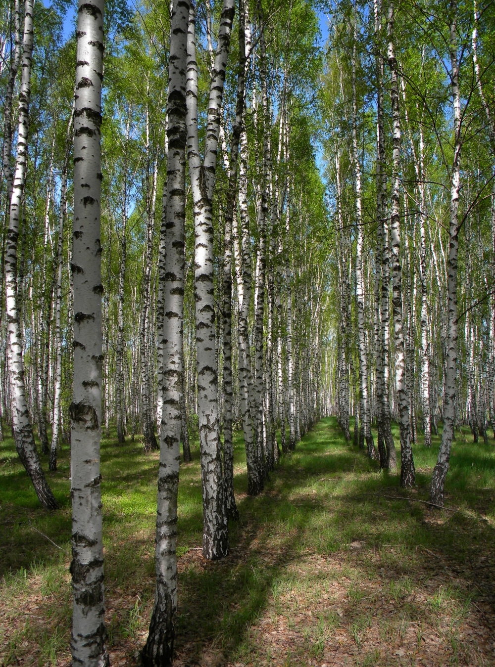 Birch фото. Березовая роща 27. Березовая роща НИИРП. Березовая роща Псков. Красивая береза.