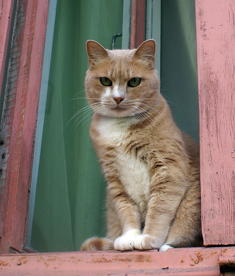 тайская кошка 34 года