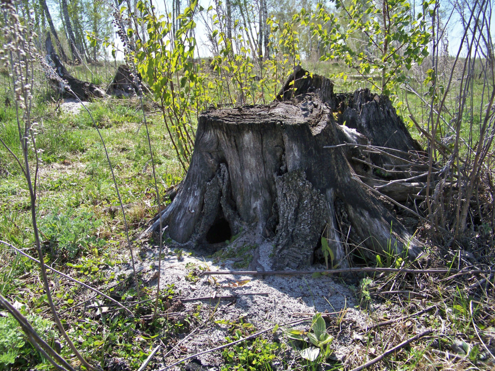 Ясень пень картинка