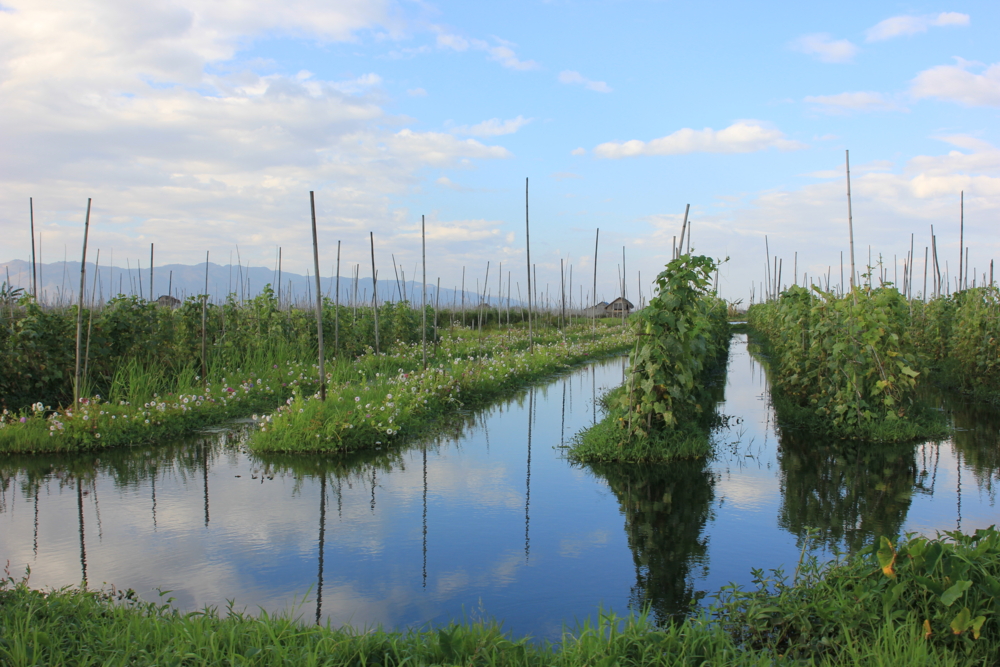 Грядки на пруду — конкурс "Заросший пруд" — Фотоконкурс.ру